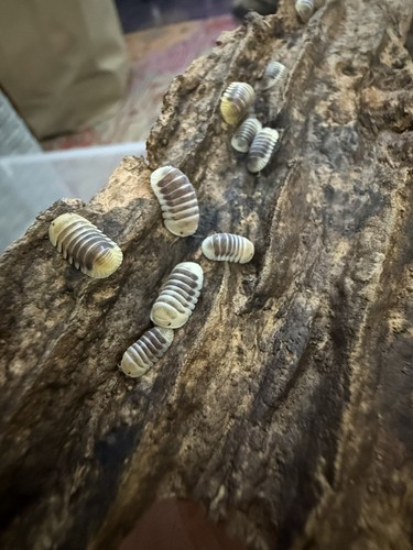 Jupiter isopods cubaris - jupiter,